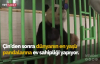 Meksikalı Pandalar Yaş Rekoru Kırıyor
