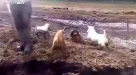 Köpeklerin Tarlada Çiftçi İle Fare Avlaması