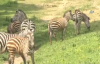 Bursa Hayvanat Bahçesinin Bebek Üyeleri İlgi Odağı Oldu