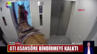 Atı asansöre bindirmeye kalktı