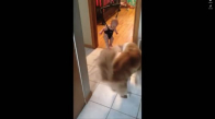 Köpeğin Bebeğe Zıplamayı Öğretmesi