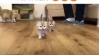 Dünyanın En Tatlı Varlıkları