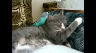 Uyuyan Kediyi Rahat Bırakmayan Papağan